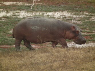 Hippopotamus amphibius in Tanzania 4041 Nevit scaled 1
