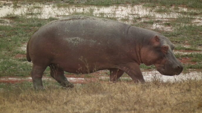 Hippopotamus amphibius in Tanzania 4041 Nevit scaled 1